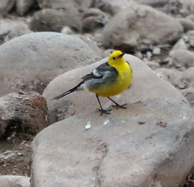 citrine wagtail